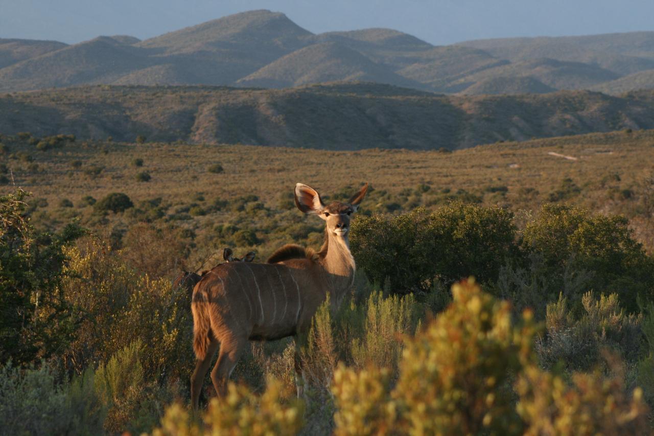 Rooiberg Safaris Vila Vyversrus Exterior foto